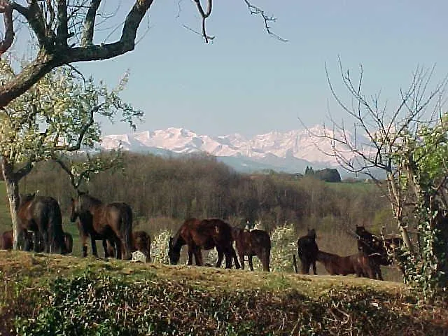 Haras Picard Du Sant Le Barail Hotel Lasserre  France
